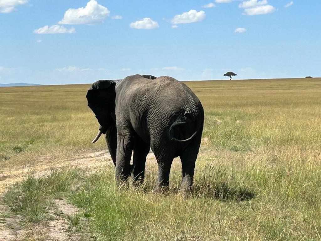 Rongo mission House and Mission at Sony 